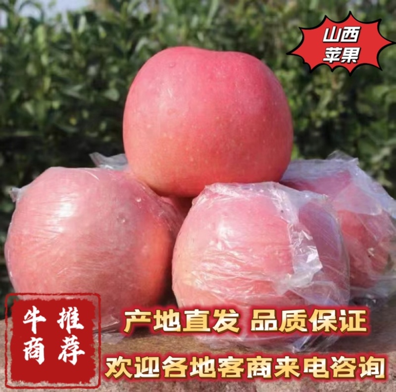 山西红富士苹果大量上市诚信经营欢迎来电咨询