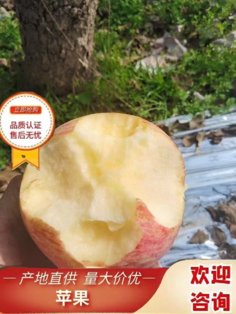 山西红富士苹果大量上市诚信经营欢迎来电咨询