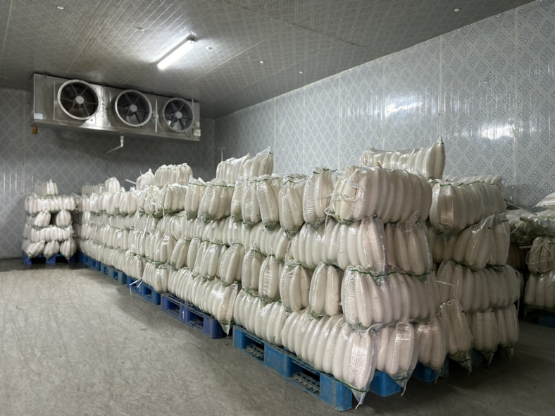 白萝卜在冷藏库中整齐码放在塑料筐内，环境温控显示接近0摄氏度