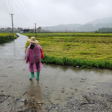 腰果原果
