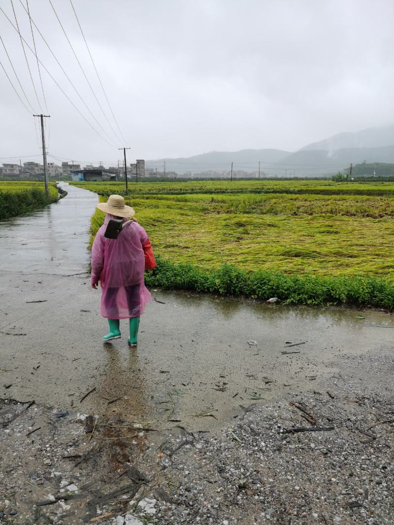 腰果原果