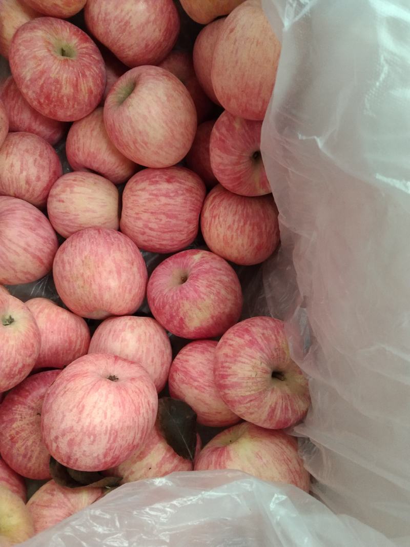 皮薄脆甜多汁的条红富士，产地一手货源，质量保证，诚信经营