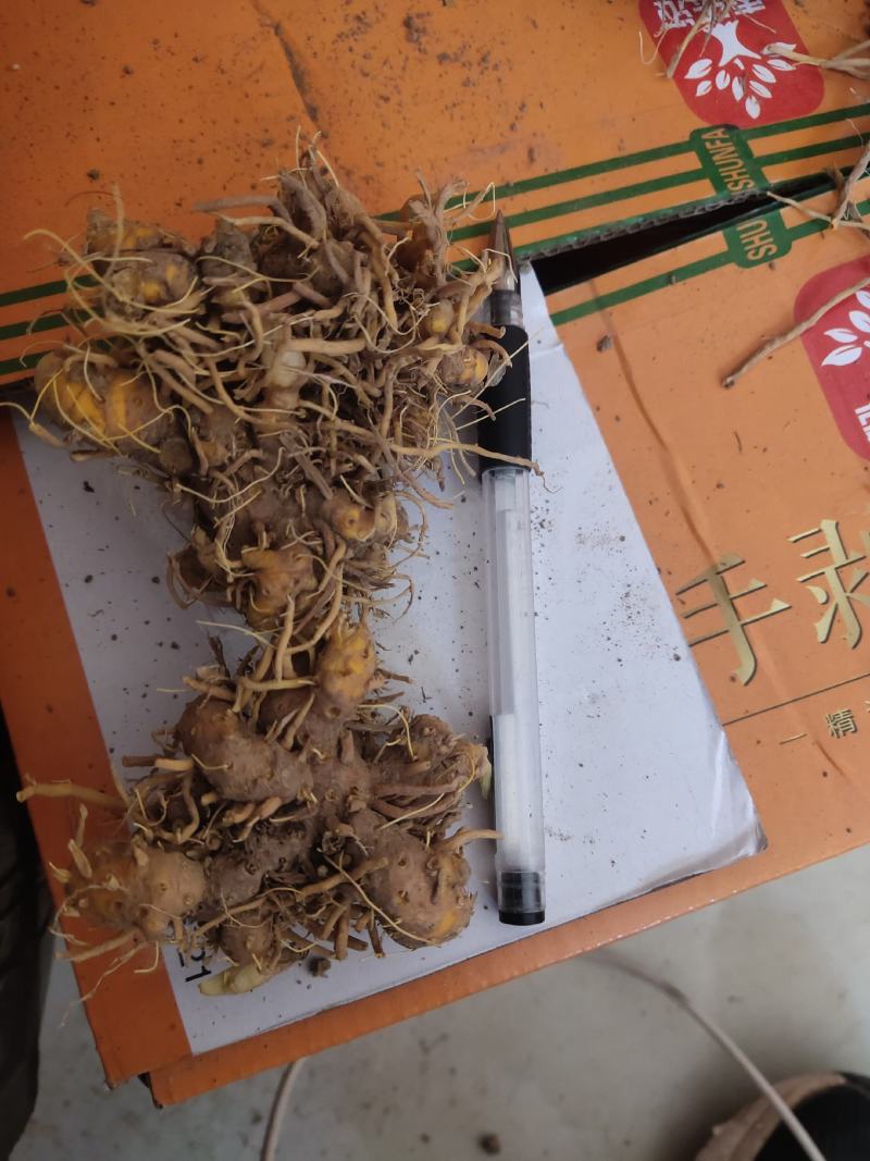 射干