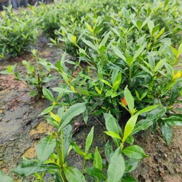 进口喜黛玉栀子花基地大量批发