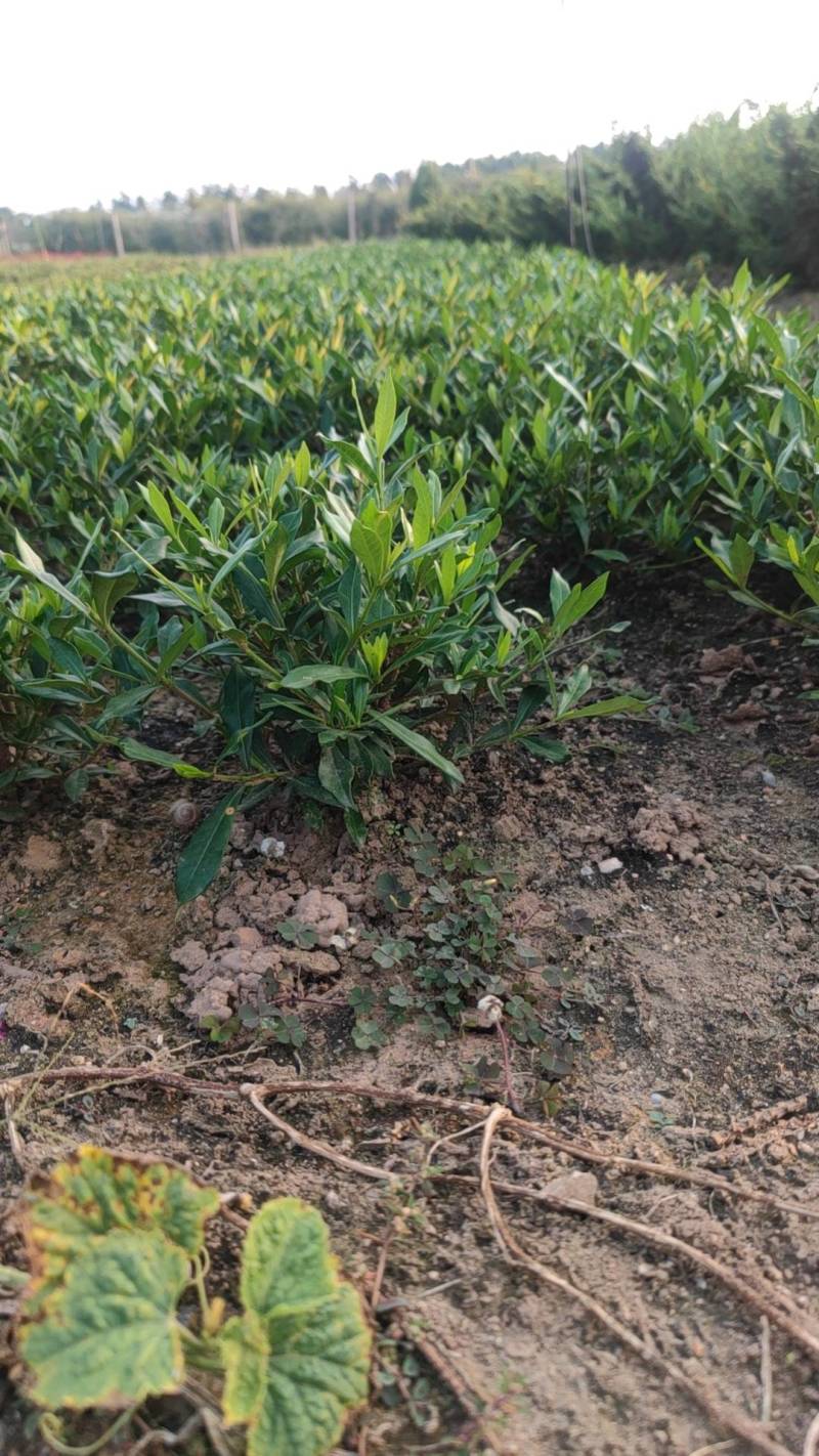 进口喜黛玉栀子花基地大量批发