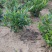 进口喜黛玉栀子花基地大量批发