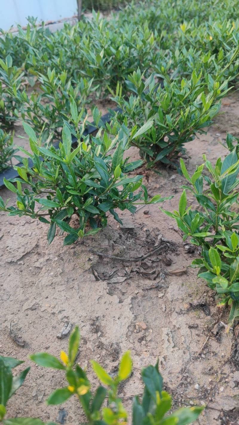 进口喜黛玉栀子花基地大量批发