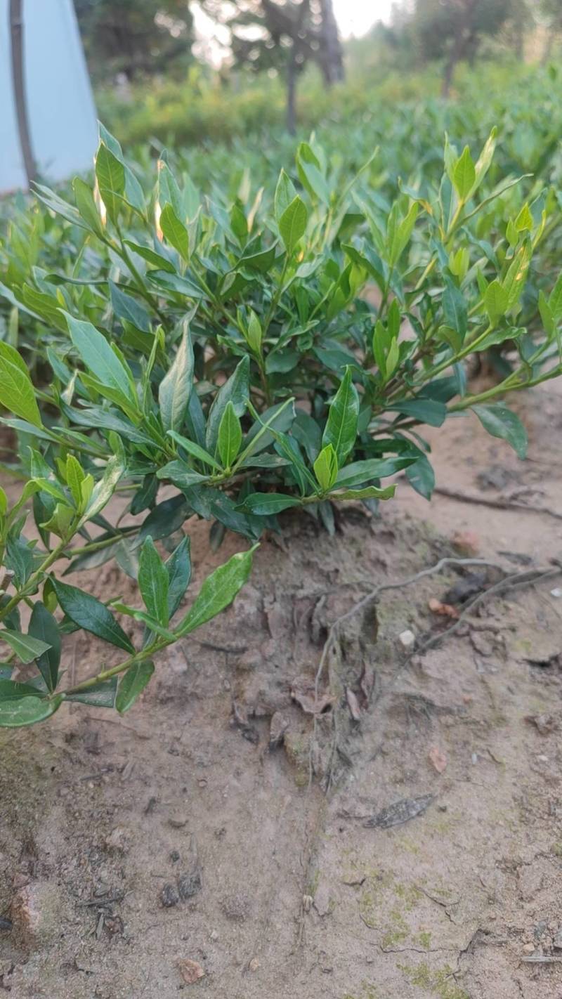 进口喜黛玉栀子花基地大量批发