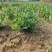 进口喜黛玉栀子花基地大量批发