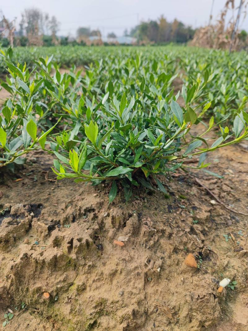 进口喜黛玉栀子花基地大量批发