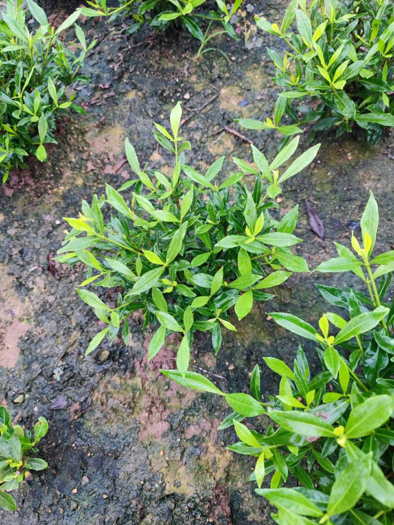 进口喜黛玉栀子花基地大量批发