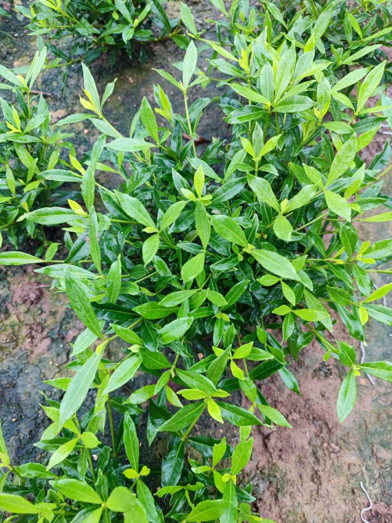 进口喜黛玉栀子花基地大量批发