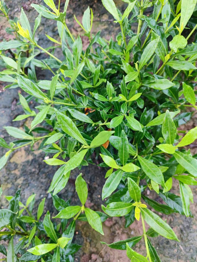 进口喜黛玉栀子花基地大量批发