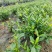 进口喜黛玉栀子花基地大量批发
