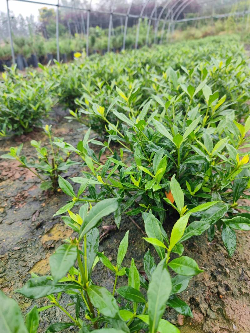 进口喜黛玉栀子花基地大量批发