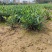 进口喜黛玉栀子花基地大量批发