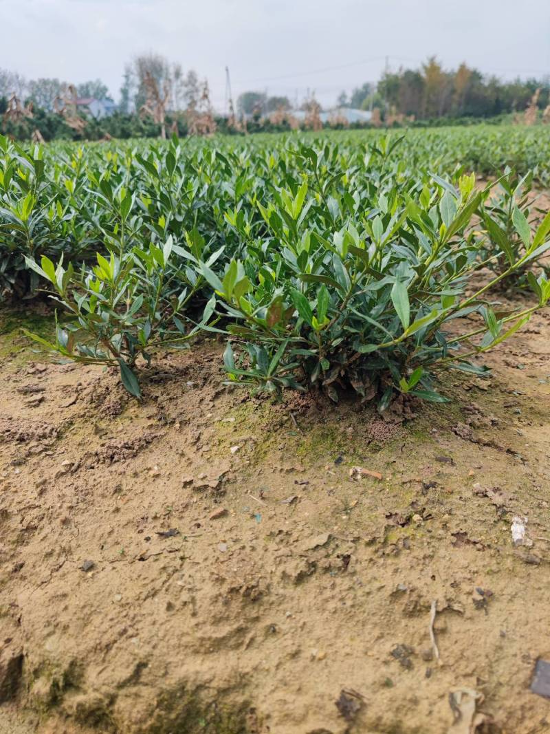 进口喜黛玉栀子花基地大量批发