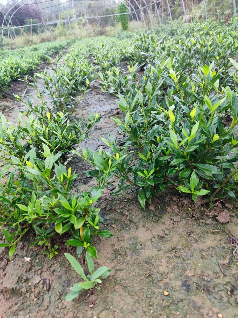 进口喜黛玉栀子花基地大量批发