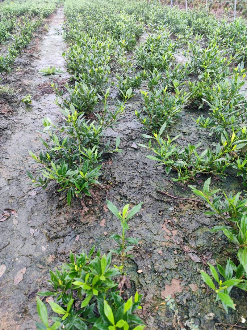 进口喜黛玉栀子花基地大量批发