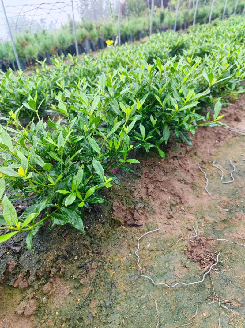 进口喜黛玉栀子花基地大量批发