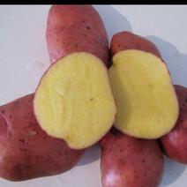 青薯9号小土豆，大量批发，欢迎采购。