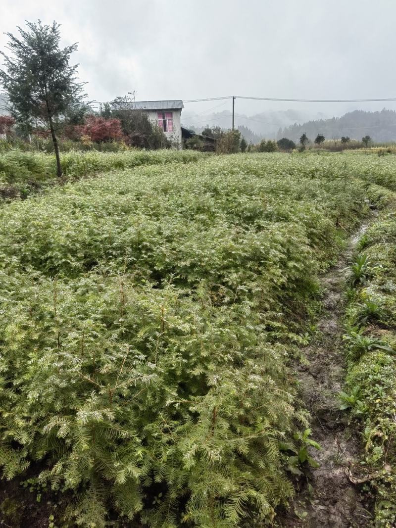 源头水杉苗木基地直销，100棵包邮，70-80公分。