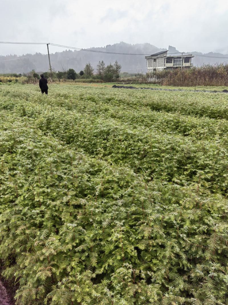 源头水杉苗木基地直销，100棵包邮，70-80公分。