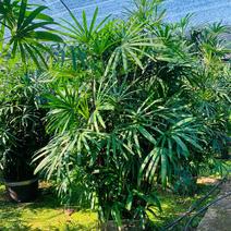 2311苗圃供应大叶棕竹2.5-3米高美植袋容器苗