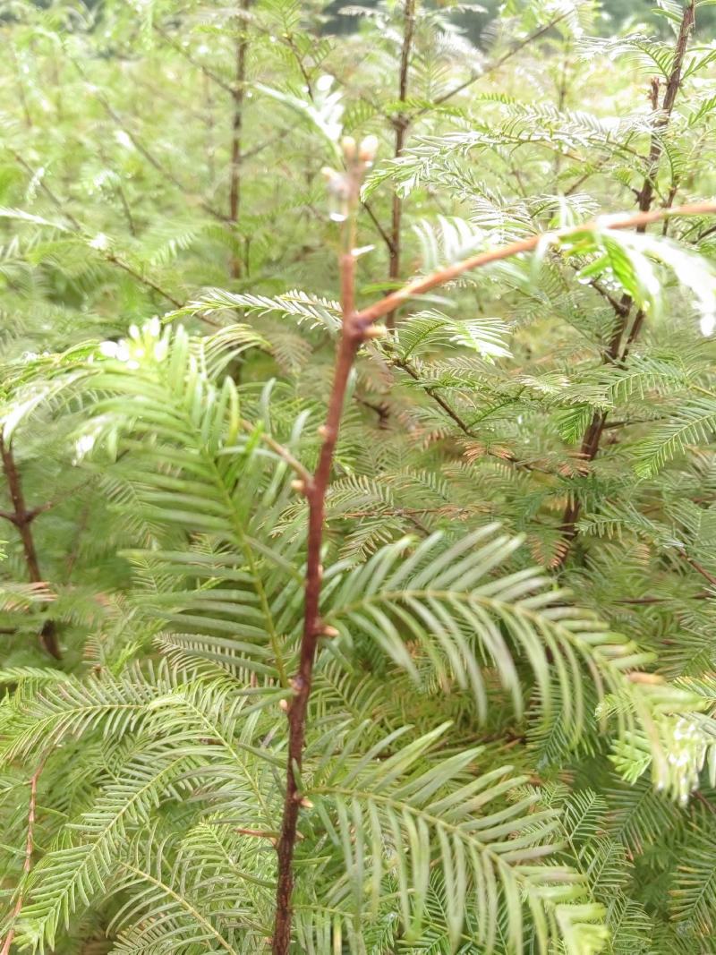 源头水杉苗木基地直销，100棵包邮，70-80公分。