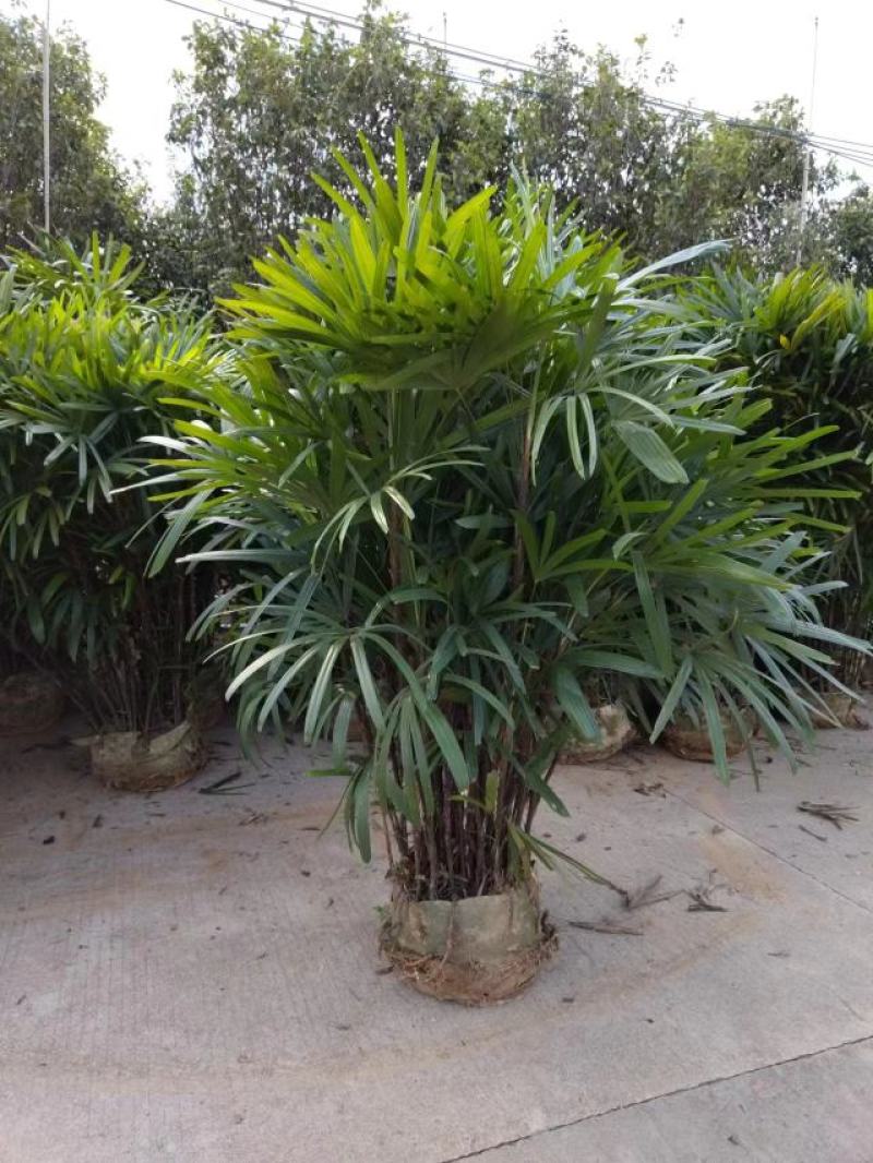 2311苗圃供应大叶棕竹2.5-3米高美植袋容器苗