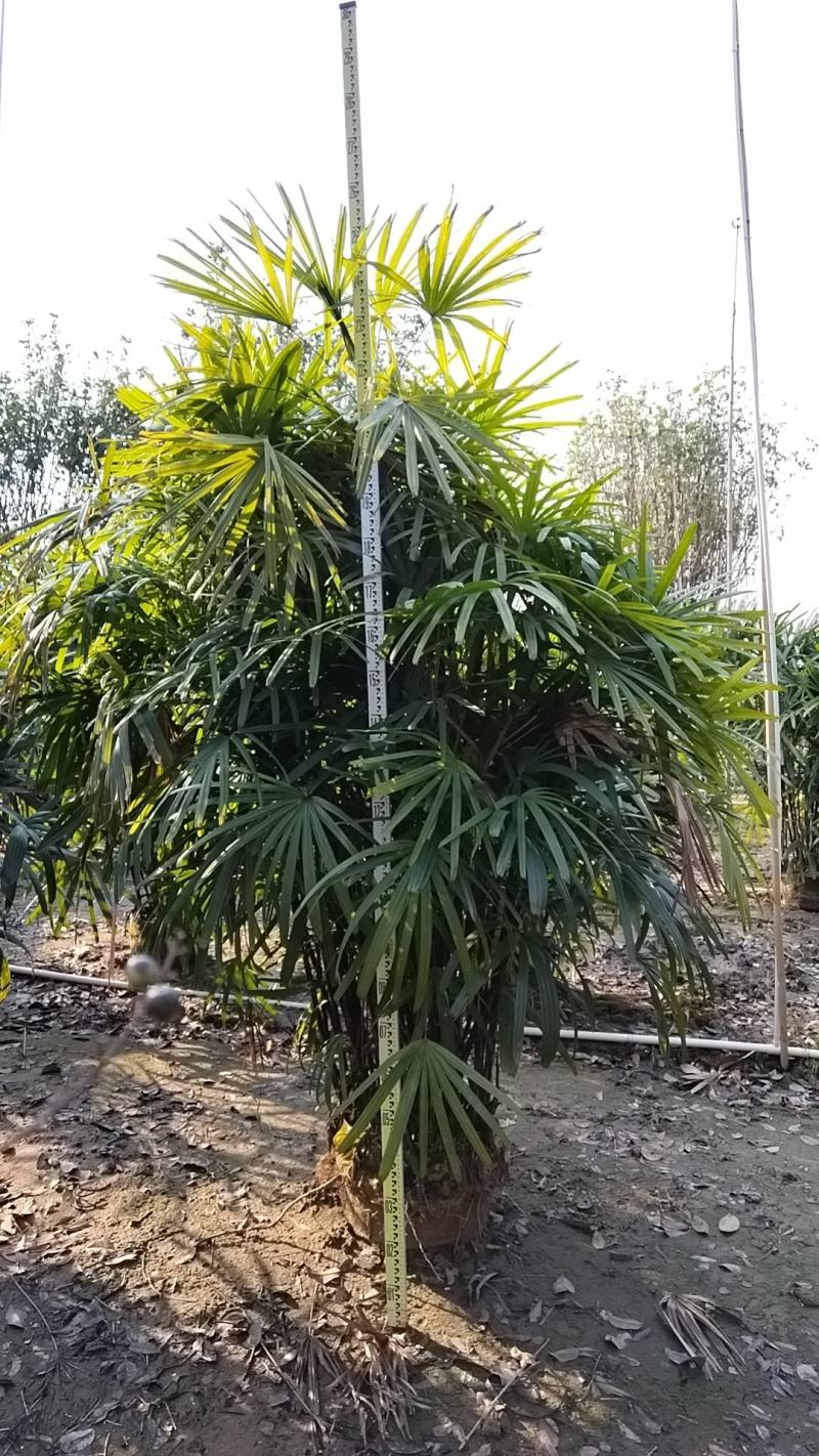 2311苗圃供应大叶棕竹2.5-3米高美植袋容器苗