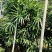 2311苗圃供应大叶棕竹2.5-3米高美植袋容器苗