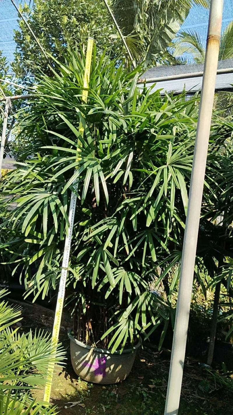 2311苗圃供应大叶棕竹2.5-3米高美植袋容器苗