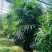 2311苗圃供应大叶棕竹2.5-3米高美植袋容器苗