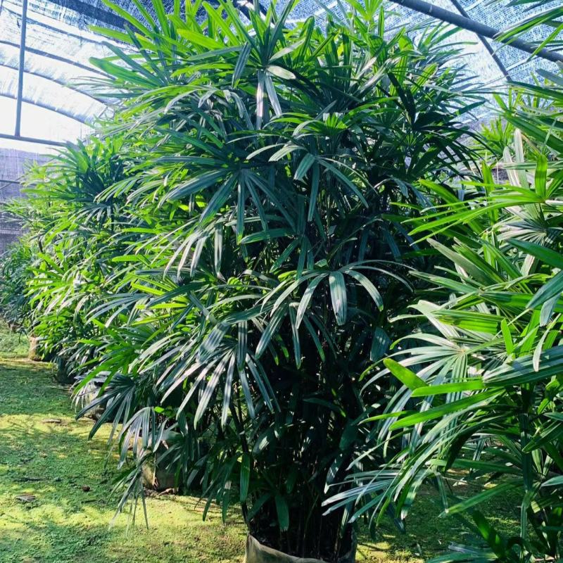 2311苗圃供应大叶棕竹2.5-3米高美植袋容器苗