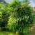 2311苗圃供应大叶棕竹2.5-3米高美植袋容器苗