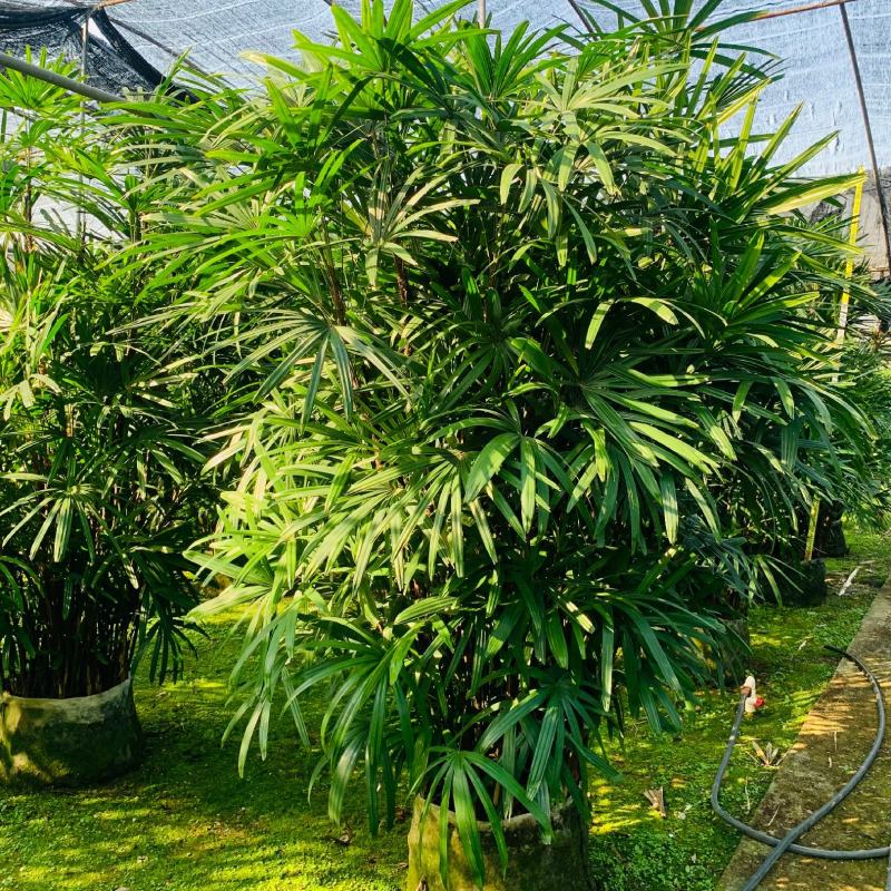 2311苗圃供应大叶棕竹2.5-3米高美植袋容器苗