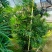 2311苗圃供应大叶棕竹2.5-3米高美植袋容器苗