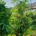 2311苗圃供应大叶棕竹2.5-3米高美植袋容器苗