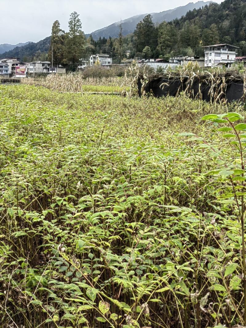 2023厚皮黄柏苗生长速度快苗壮易成活根系发达经济效益好