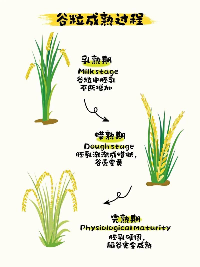 新粳米，南梗46产出精品新米
