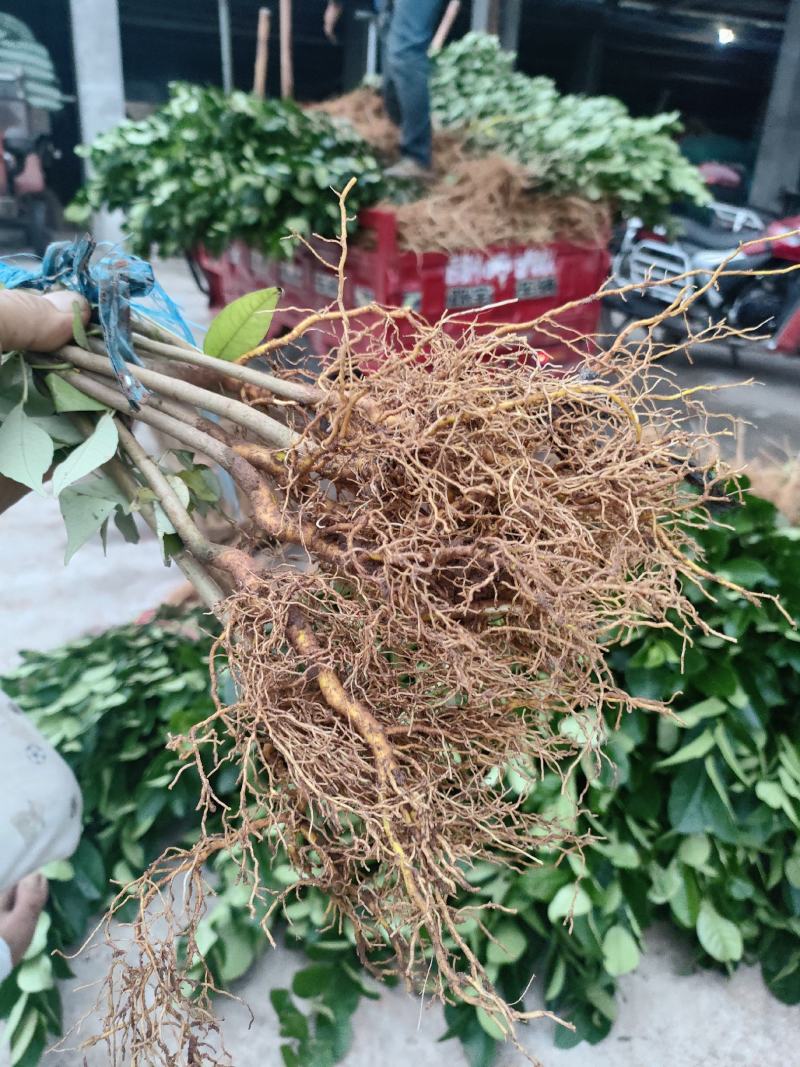 厚皮川黄柏一手货源品质保证质美价优欢迎咨询下单