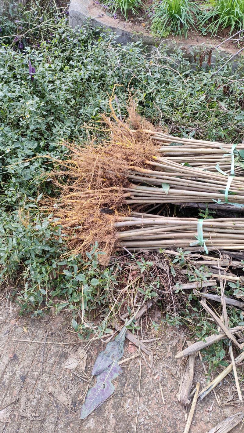 厚皮川黄柏一手货源品质保证质美价优欢迎咨询下单