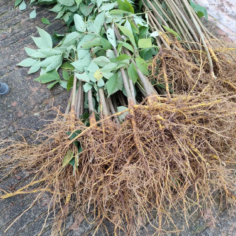 厚皮川黄柏一手货源品质保证质美价优欢迎咨询下单