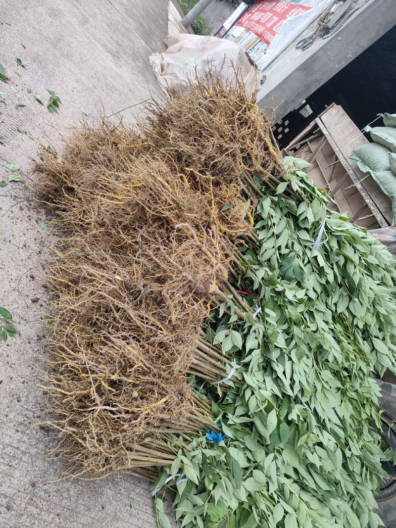 厚皮川黄柏一手货源品质保证质美价优欢迎咨询下单