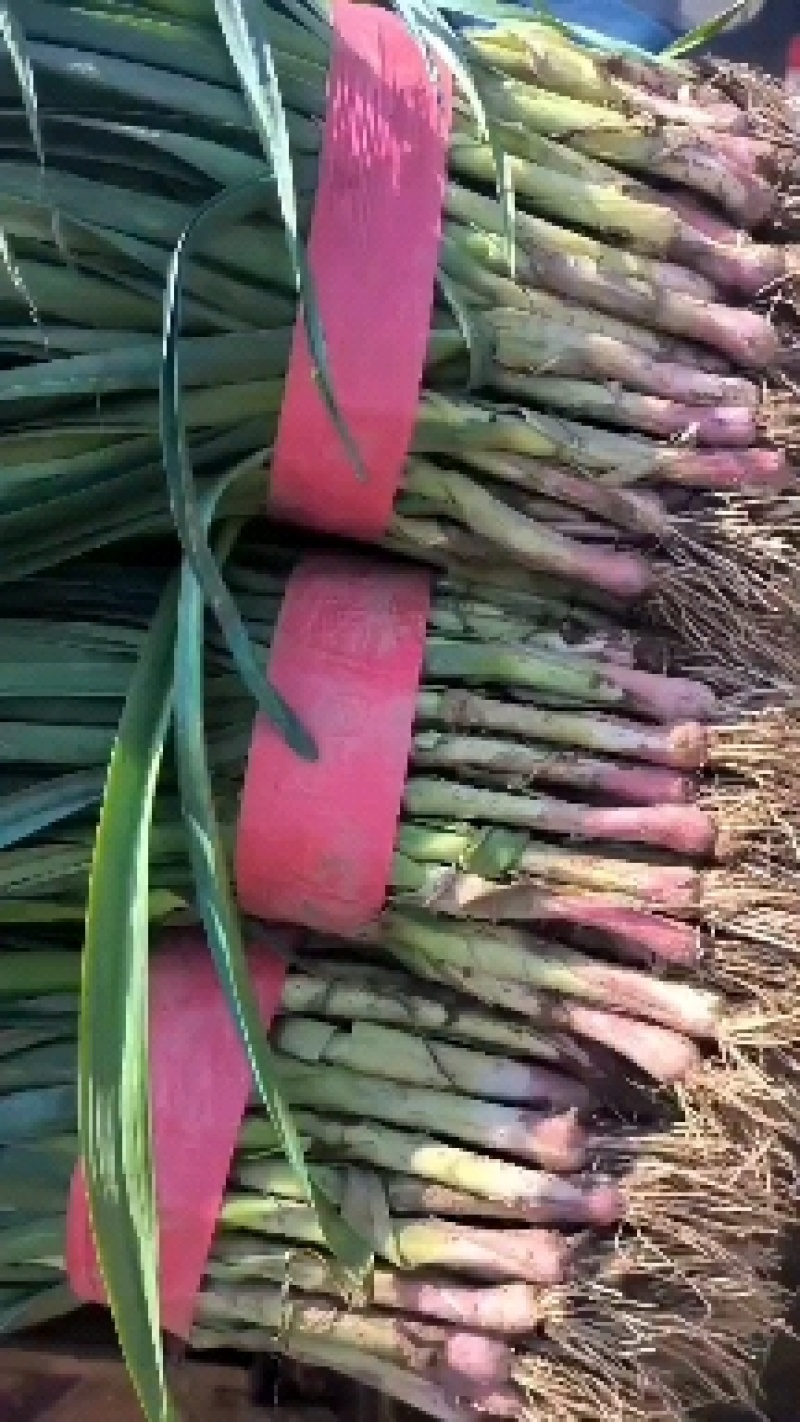红根蒜苗，蒜苗大量上市，可供应平台，超市，市场，货源充足