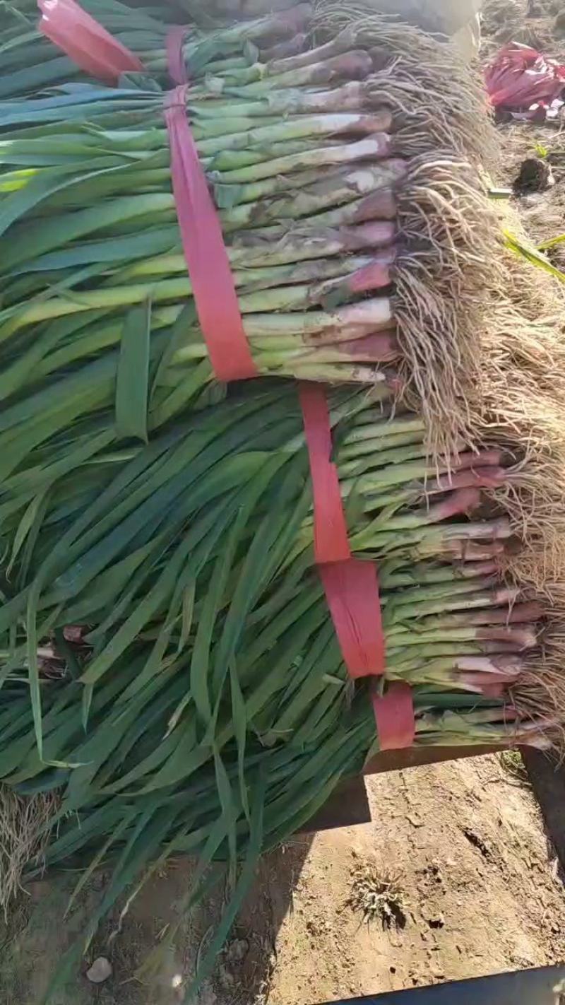 红根蒜苗，蒜苗大量上市，可供应平台，超市，市场，货源充足