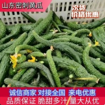 大量次品黄瓜黄瓜扭大量供应咸菜厂货源充足保