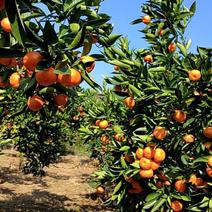 贵州自家种的橘子，可批，可零售，可到山上自摘