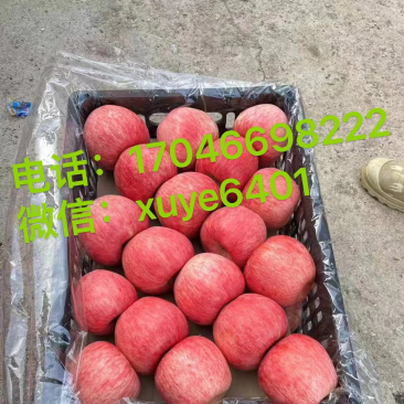 富士乔纳金国光黄元帅寒富奶油富士等品种齐全